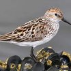 Western Sandpiper